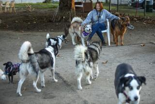 ENCINO, CA-OCTOBER 26, 2023:Donna Angelillo, on the Board of Directors for the Friends of Sepulveda Basin Off Leash Dog Park in Encino, is surrounded by dogs at the popular dog park, including one of her own, Layla, background, left, a 3 year old Husky/Greyhound/Great Dane mix. Angelillo and others who visit the park are fighting plans for a bike path to be placed along the Los Angeles River, that they say would cut through the dog park. (Mel Melcon / Los Angeles Times)
