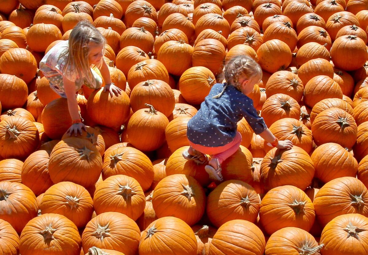 Visitors check out the pumpkin patch at Bates Nut Farm last year.
