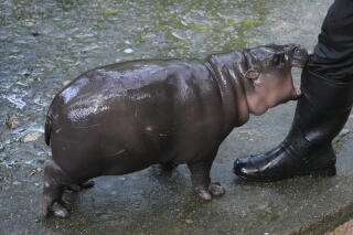 Moo Deng bites at the knee of a zookeeper