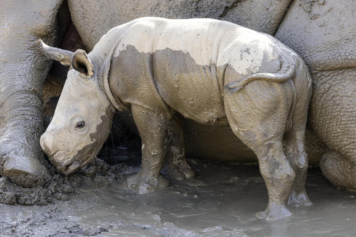 Male white rhino calf