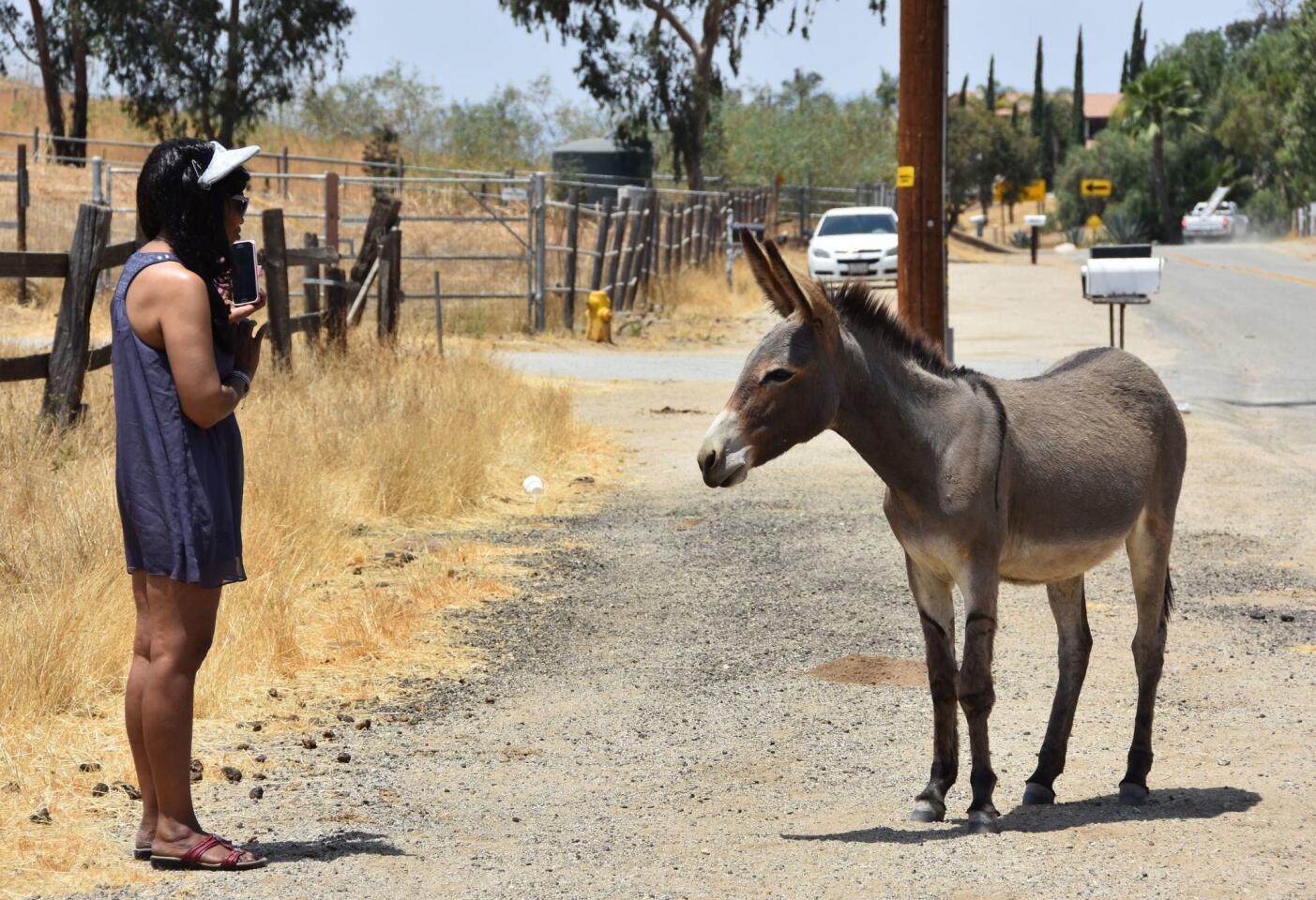 La Ordenanza 934, que prohíbe acosar y alimentar burros sin domesticar, con multas de 100 hasta 500 dólares, fue aprobada el pasado 20 de junio por la Junta de Supervisores del Condado de Riverside para ser efectiva a partir del 20 de julio de 2017.