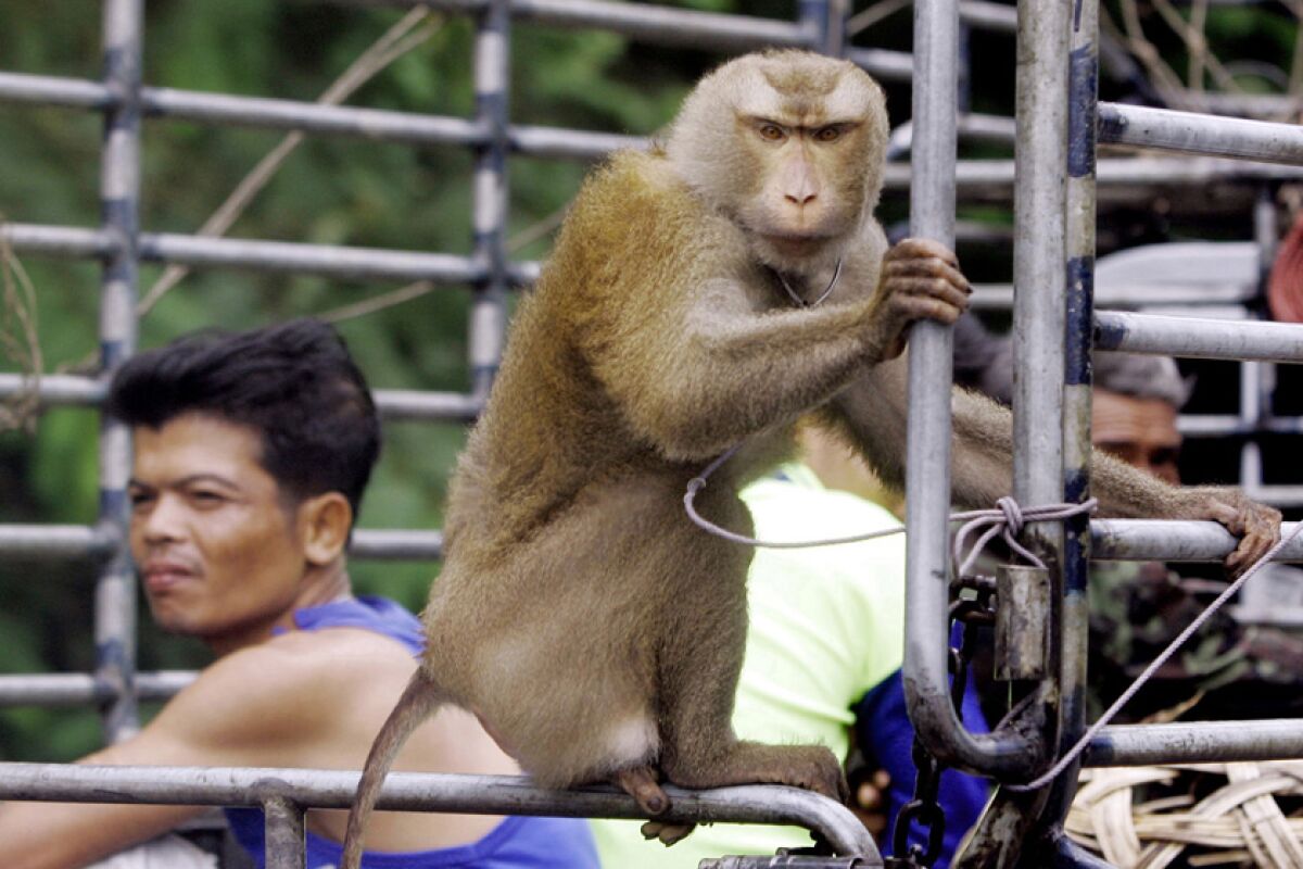 A monkey joins other workers as they ride to a coconut plantation in southern Thailand in 2006.