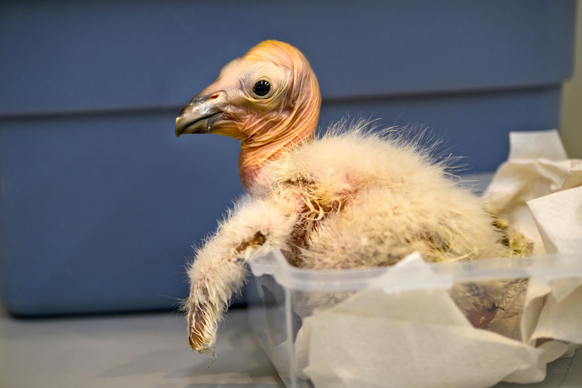 A California condor chick, which at adulthood will have a wingspan of as much as 9? feet, is weighed at the Los Angeles Zoo.