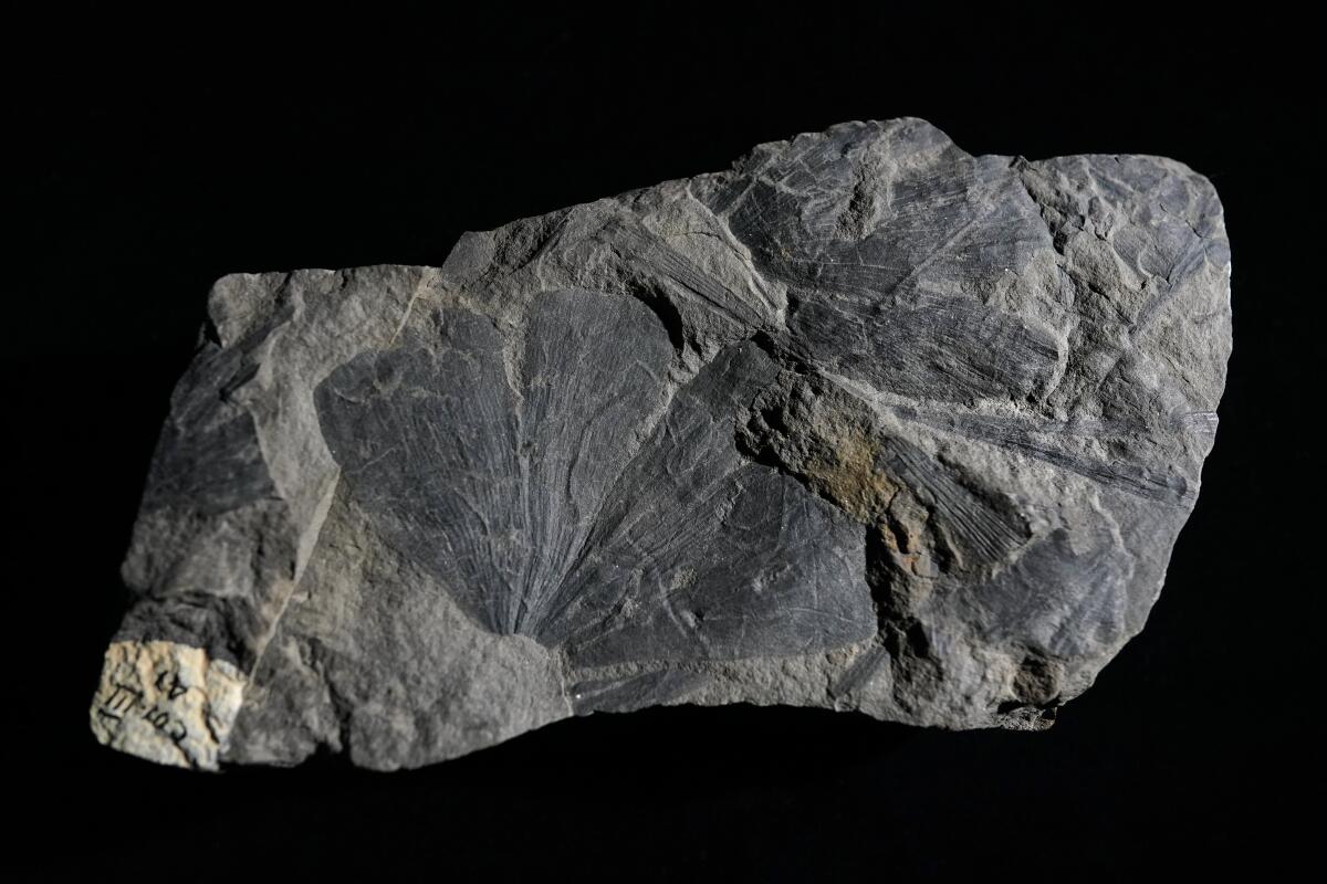 A late Cretaceous ginkgo leaf fossil
