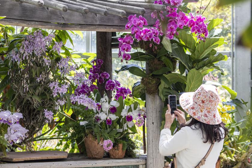 The "World of Orchids" showcase at the San Diego Botanic Garden will be on display through May 27.