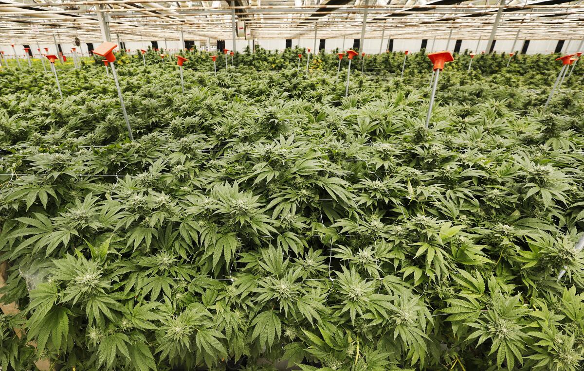 A grand jury said Santa Barbara County "opened the floodgates" to marijuana growers.