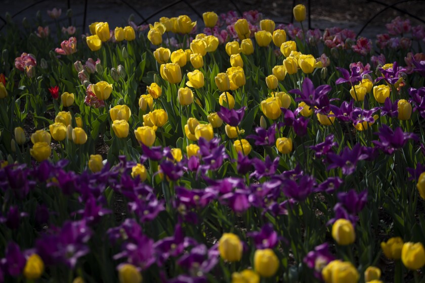 It’s tulip time at Descanso Gardens.