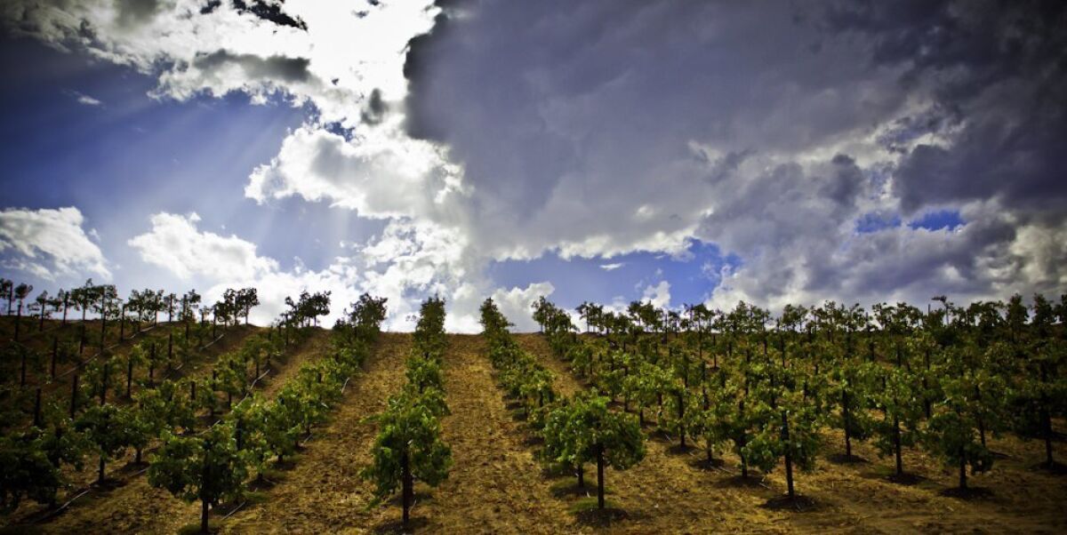 Temecula Valley is thick with vineyards, wineries -- and breweries.
