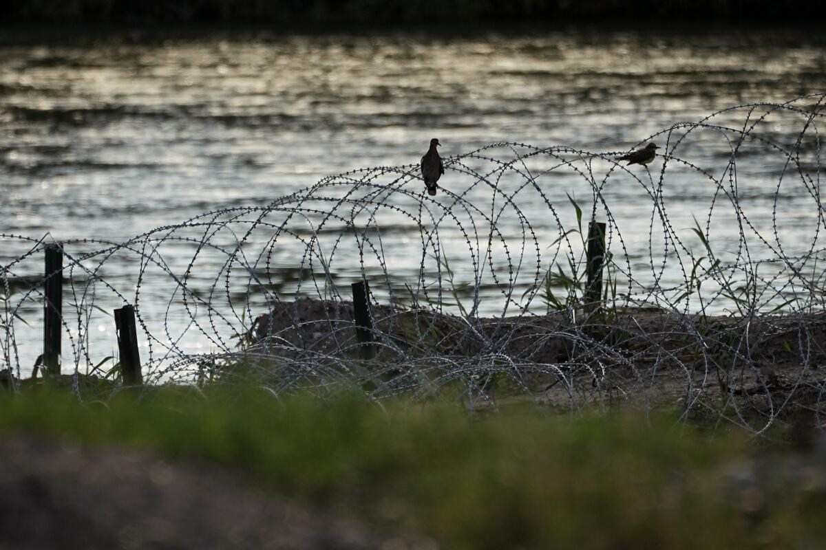 Aves descansan sobre alambre de púas colocado a lo largo del río Grande, también conocido como Bravo,