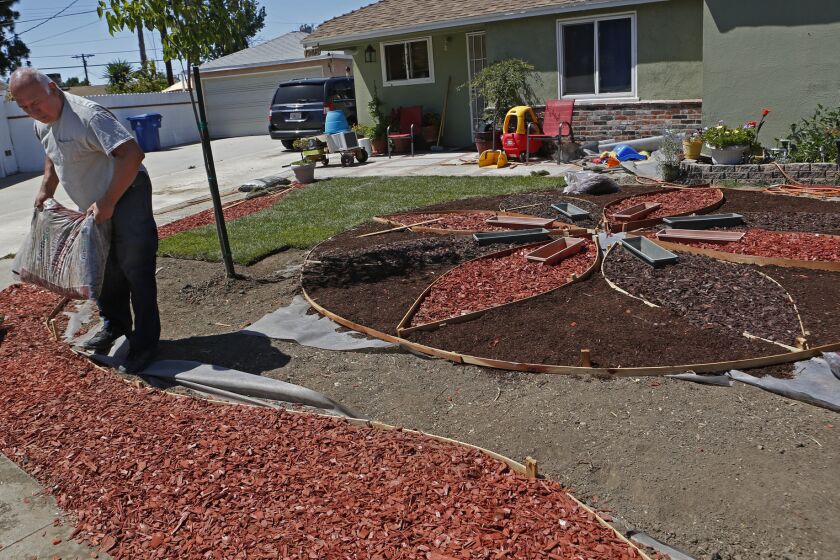 Richard Delgado, 65, replaces most of the turf in his frontyard with three different colors of bark in the San Fernando Valley in June.