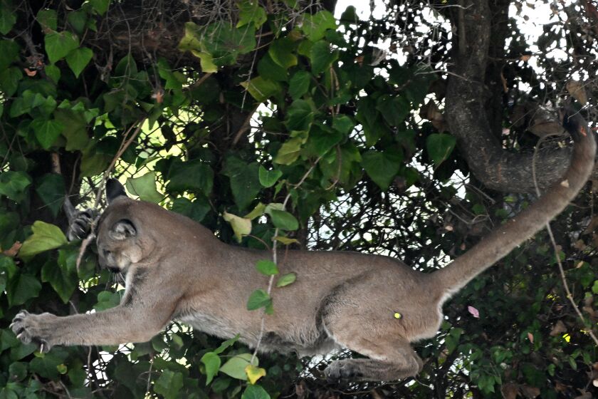 Los Angeles, California October 27, 2022-A mountain lion tries to hang on a tree branch before falling to the ground and running off along San Vicente Blvd. in Brentwood Thursday. (Wally Skalij/Los Angeles Times)