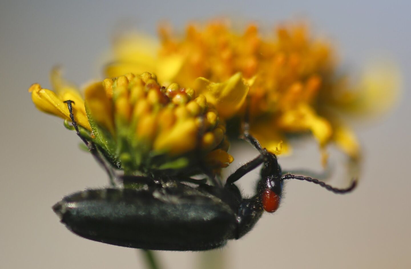 A blister beetle nibbles on a brittle bush flower found in the Glorietta Canyon area of Anza Borrego Desert State Park.