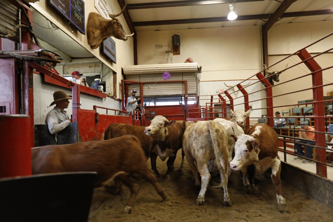Cattle go up for sale at Marana Stockyards in Marana, Ariz.