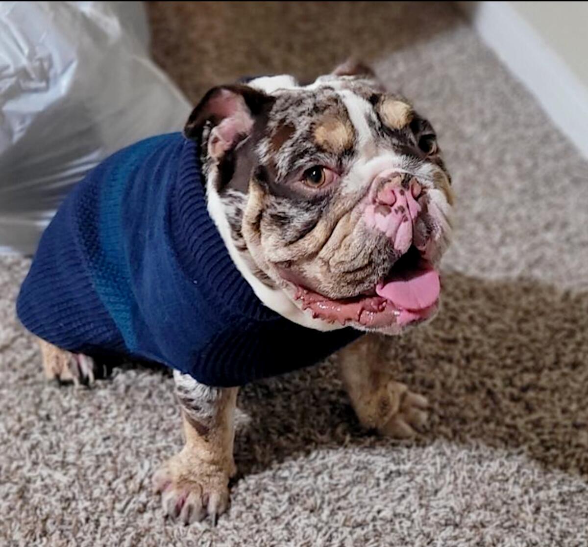 A tricolor English bulldog wearing a blue sweater