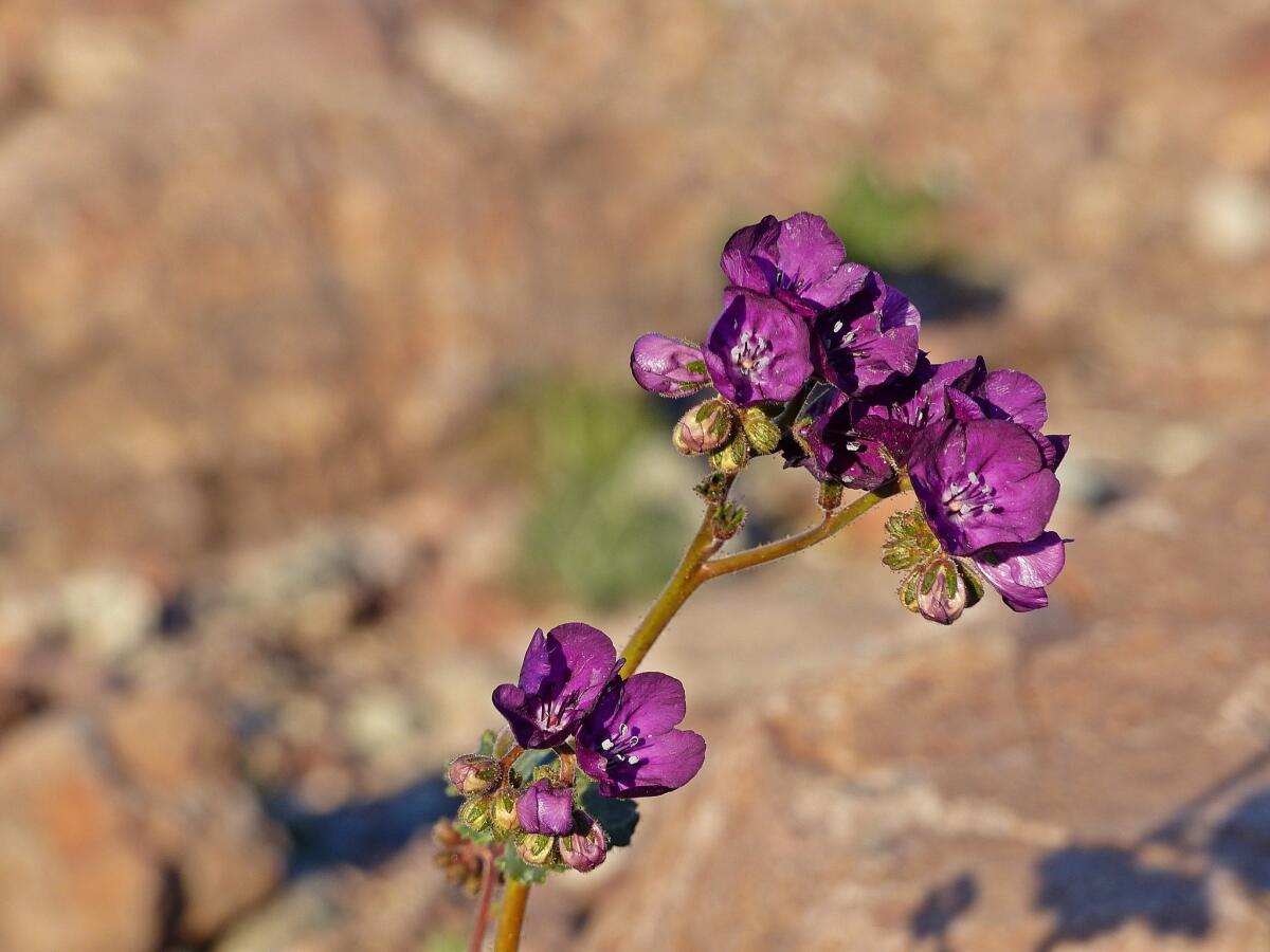 Notch-leaf phacelia adds deep magenta to the landscape along Badwater Road.