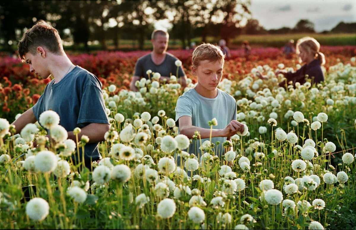 A family picks flowers in a field.