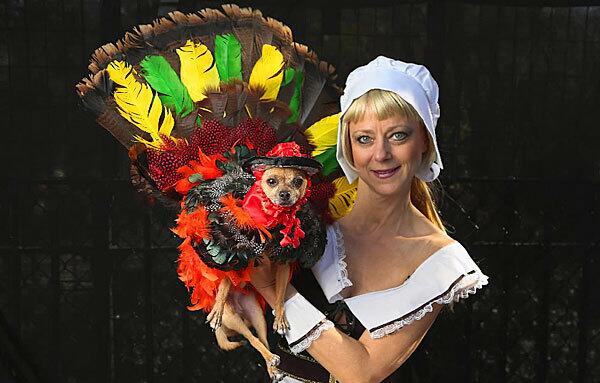 Chihuahua as a Thanksgiving turkey
