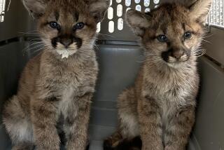 Oakland ZooOakland, CA - November 14, 2023-Two very young, orphaned mountain lion siblings were rescued and transported to Oakland Zoo this morning by the California Department of Fish and Wildlife (CDFW) following their search for the kittens which started yesterday morning. An adult female mountain lion, who CDFW suspects is their mother, was struck by a car and killed on Saturday, November 11th, along Highway 280, near the Hillsboro/Burlingame area.(Oakland Zoo)