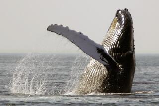 FILE - A humpback whale breaches on Stellwagen Bank about 25 miles east of Boston, on Aug. 22, 2005. Marine mammals that live in U.S. waters face major threats from the warming ocean temperatures, rising sea levels and decreasing sea ice volumes associated with climate change, according a new study. (AP Photo/Michael Dwyer, File)