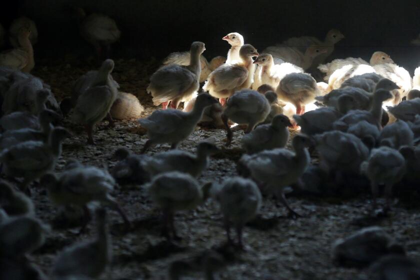Turkeys stand inside a barn at a turkey farm in Iowa on Aug. 10, 2015.