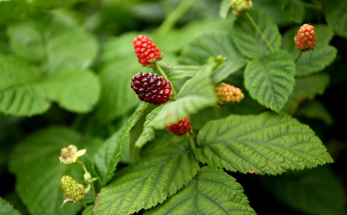 Berries grow in Ron Finley's garden.