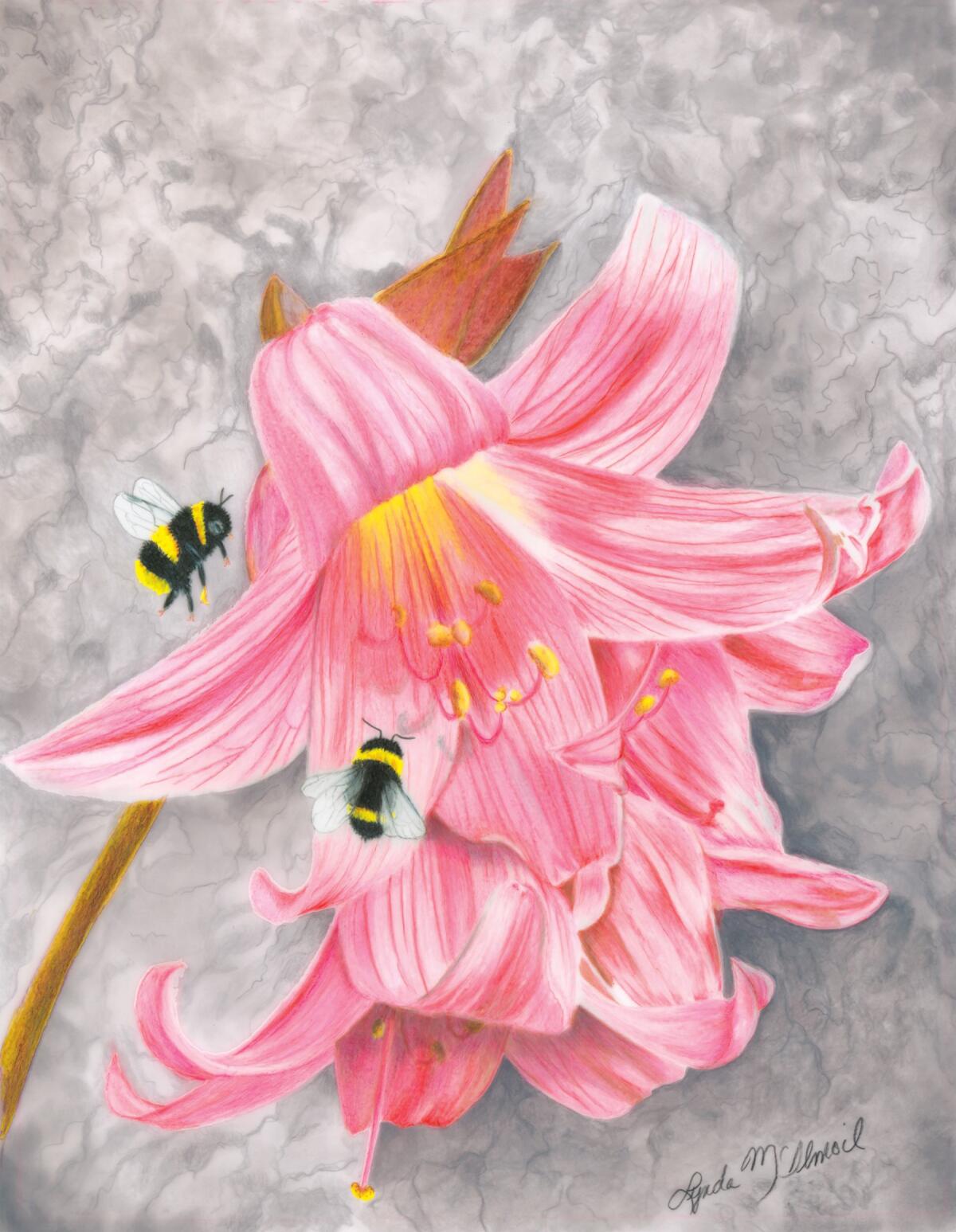 “Pretty n’ Pink,” a colored pencil artwork by Lynda McIlmoil.