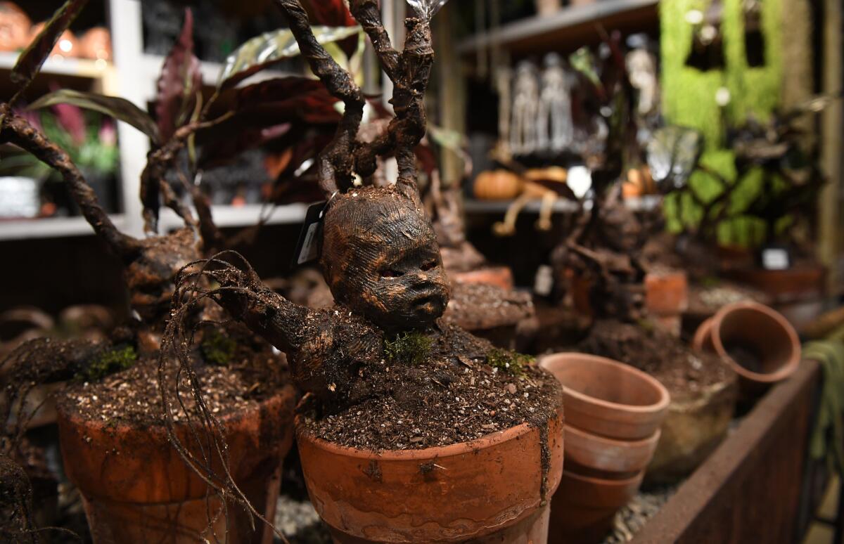Potted mandrake plants is on display for Halloween at Rogers Gardens in Corona del Mar.