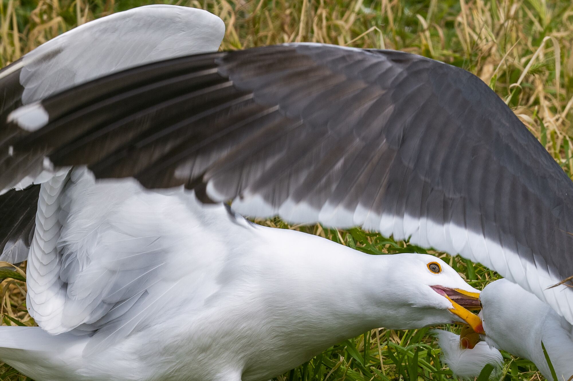 Two western gulls fight viciously over a feather, presumably to adorn their nests for the coming egg-laying season.