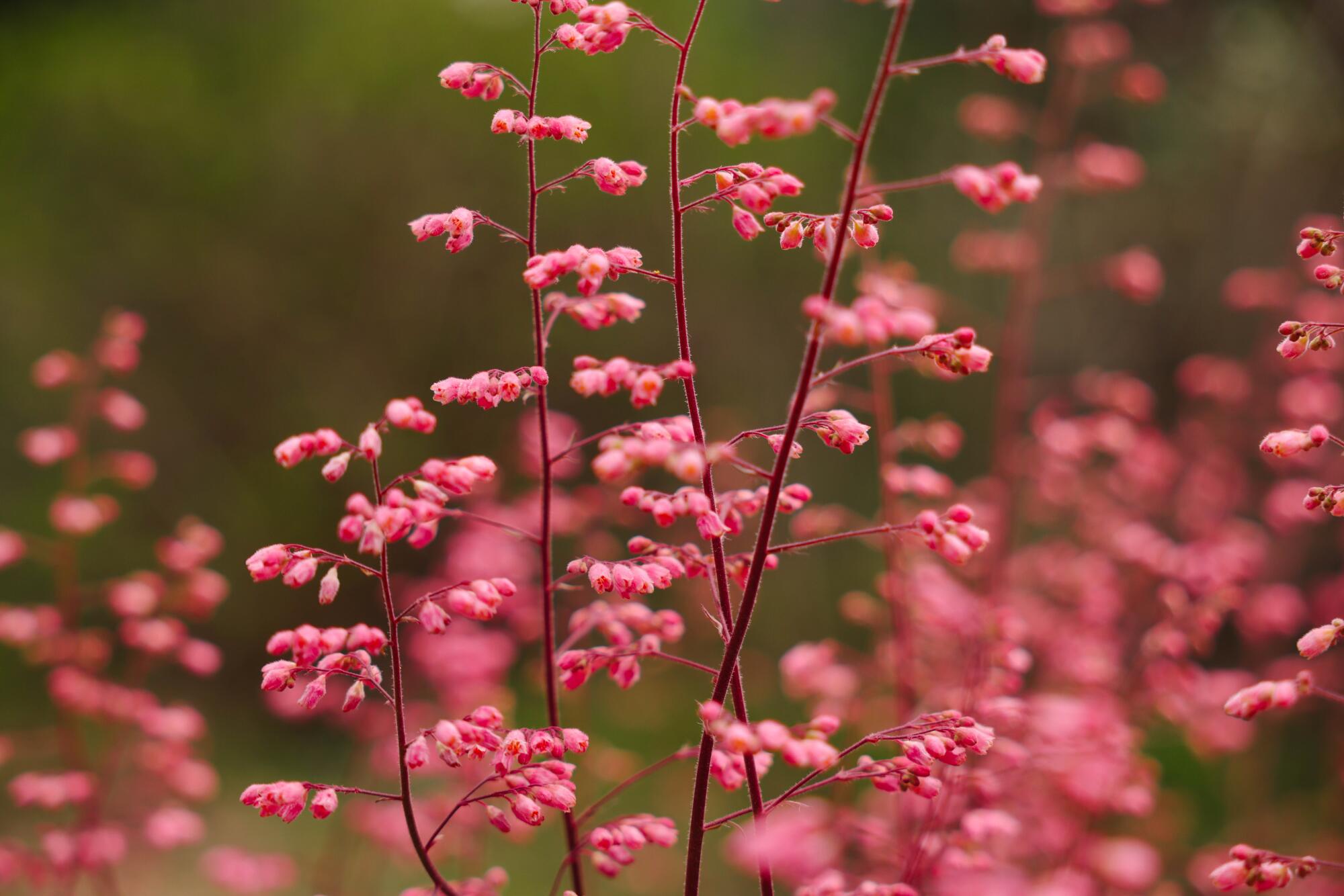 Pink airy flowers of coral bells rise like clouds above the native plant's bright green foliage. 