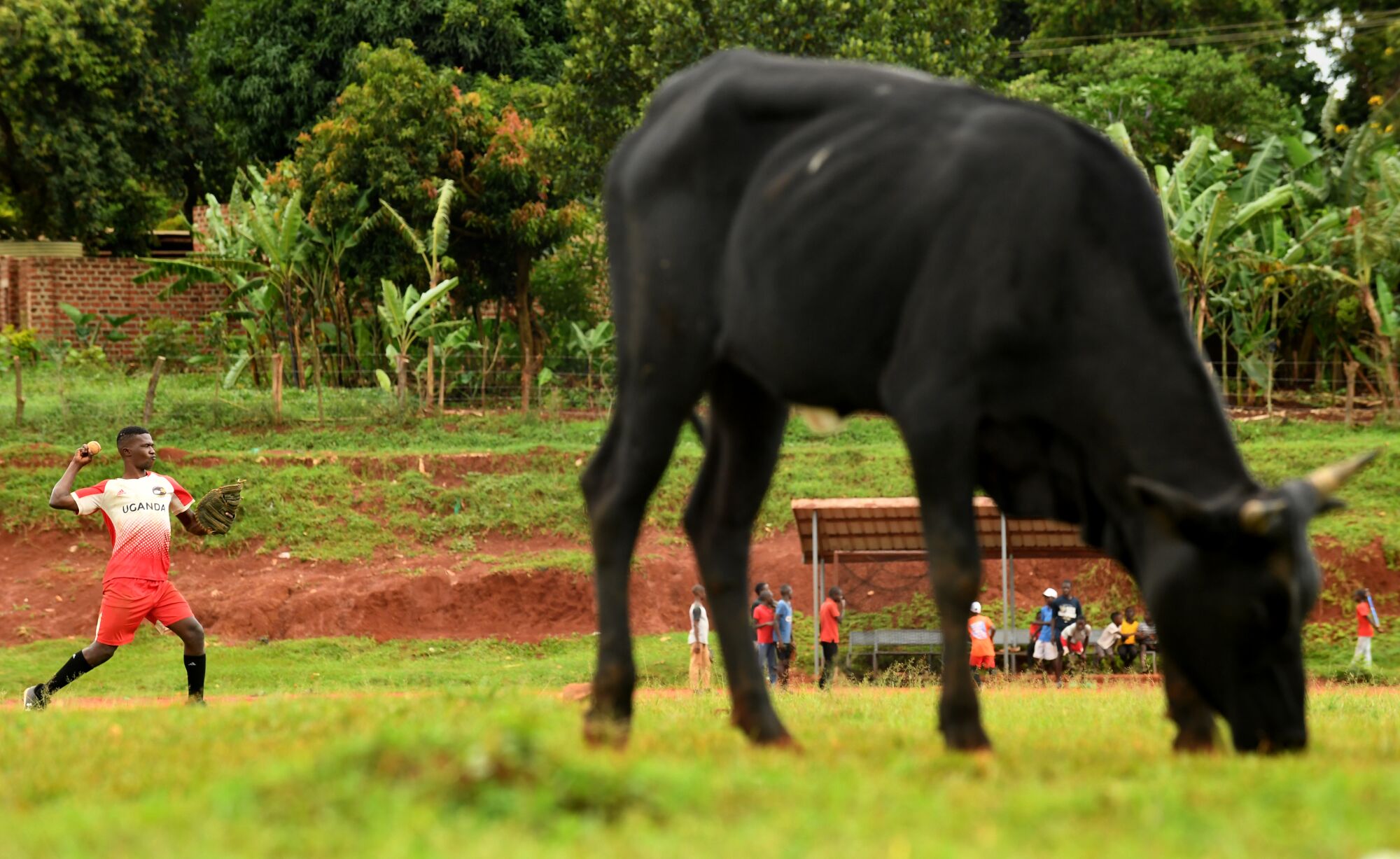 Dennis Kasumba throws before a game as herds of cows and Ankole cattle graze in the outfield