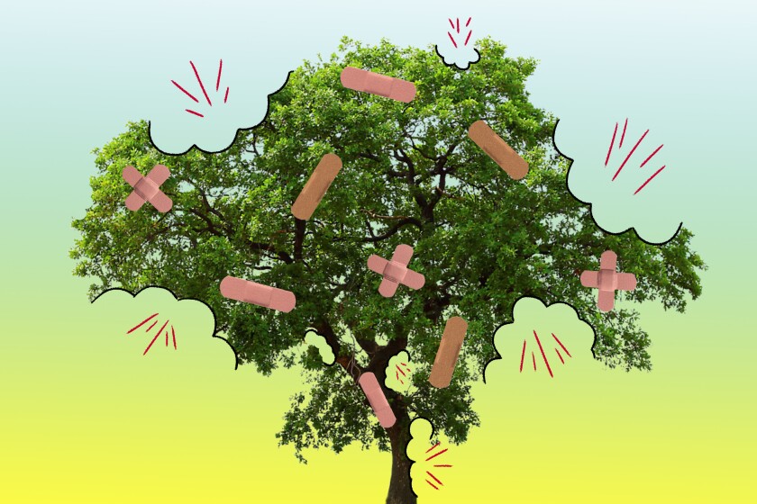 An illustration of a tree with Band-Aids on its branches.