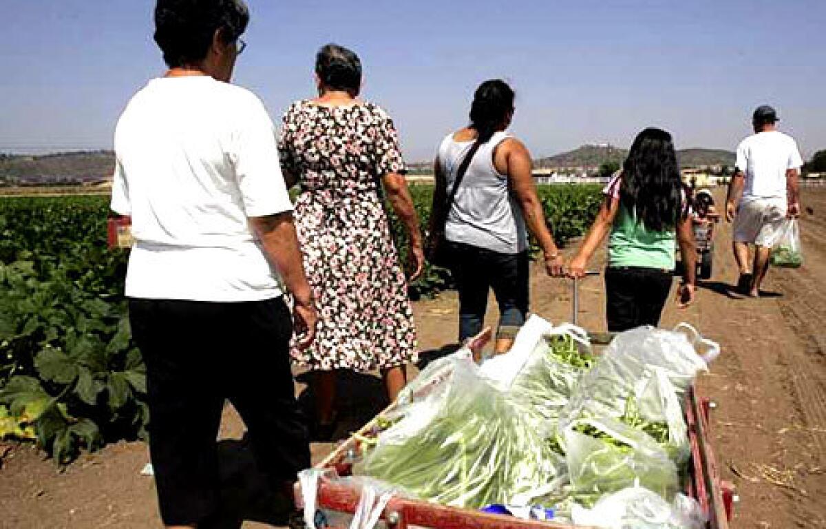 LOADED UP: The Rivas family with a cart full of green beans they picked at Underwood Family Farms in Moorpark.