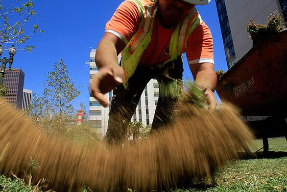 Jose Nunez unrolls the fresh sod. Just after the new 10-story building and its landscaping were dedicated last fall, trucks and cranes rolled in to erect a massive tent for a Los Angeles Police Foundation fundraiser. Work on the gala ended up destroying the lawn, the LAPD says.