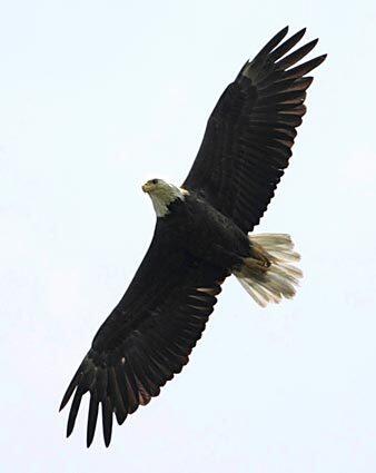Eagles in Washington, D.C.