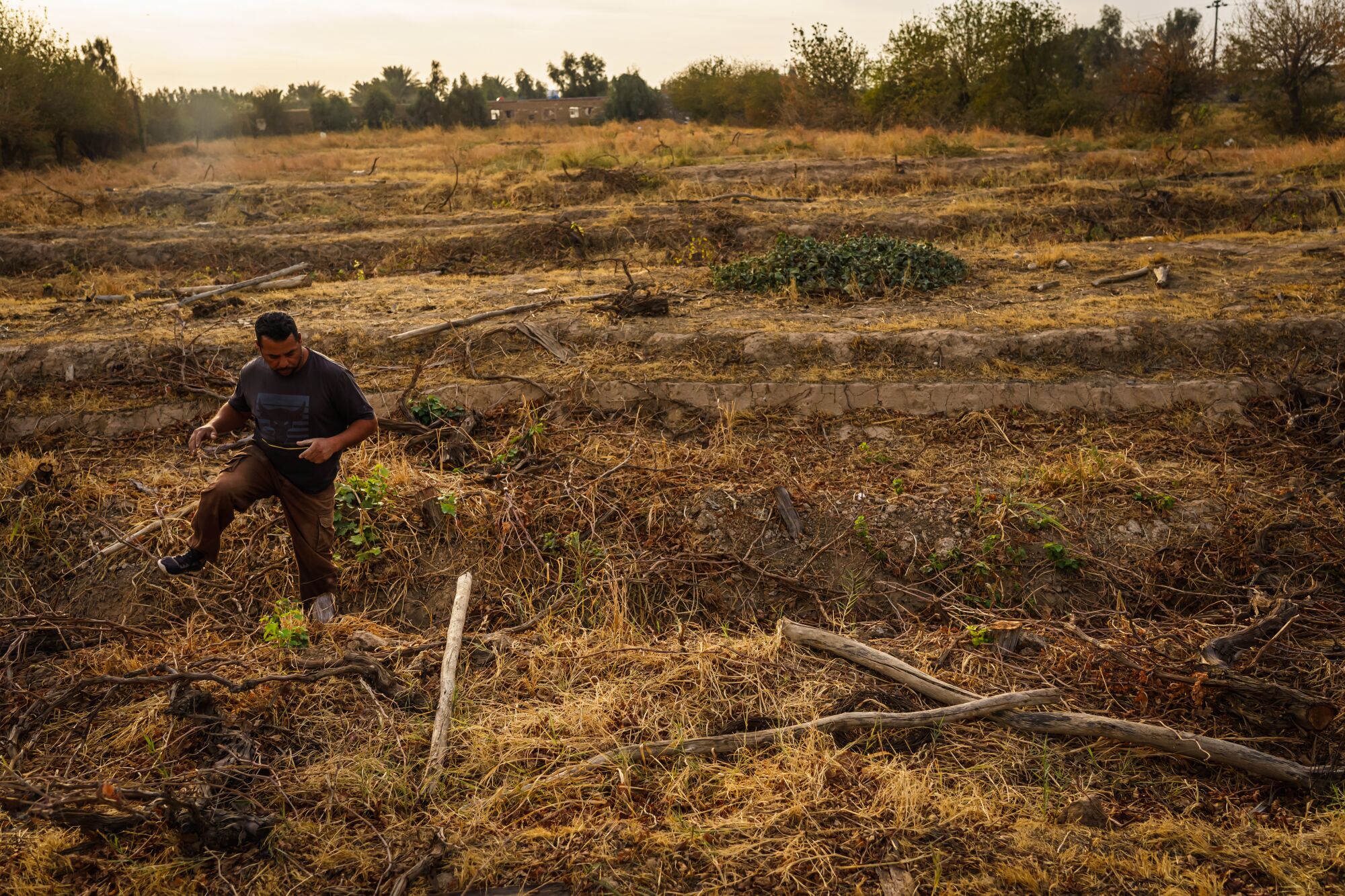 A man navigates a field with yellowing and dry vegetation
