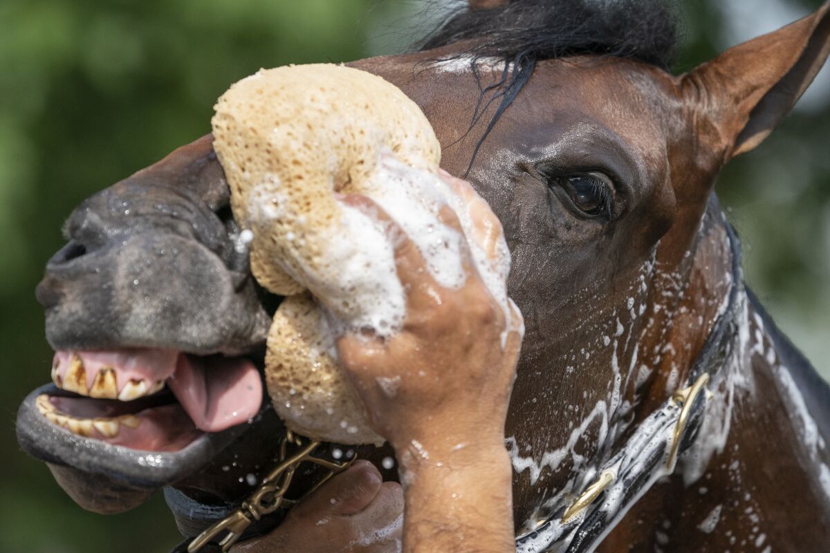 Rombauer gets a groom's soapy sponge to his snout