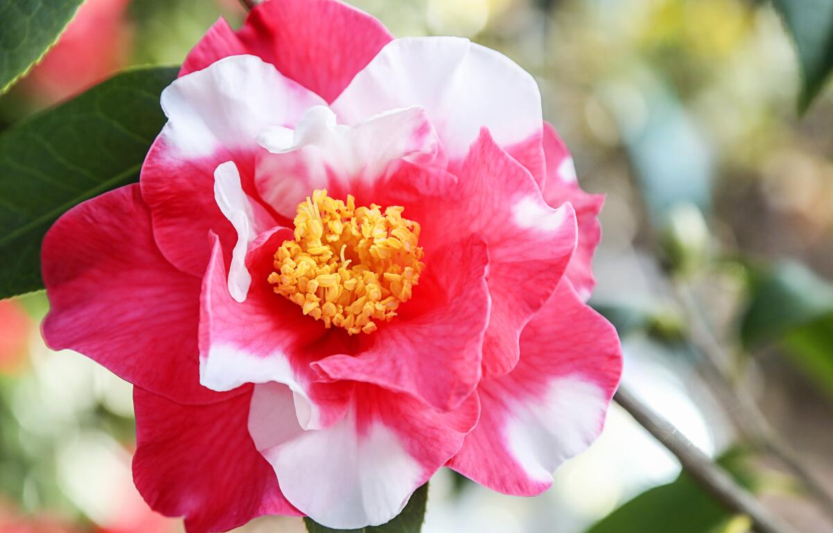  A SLICE IN TIME Redlands California Camellia Flowers