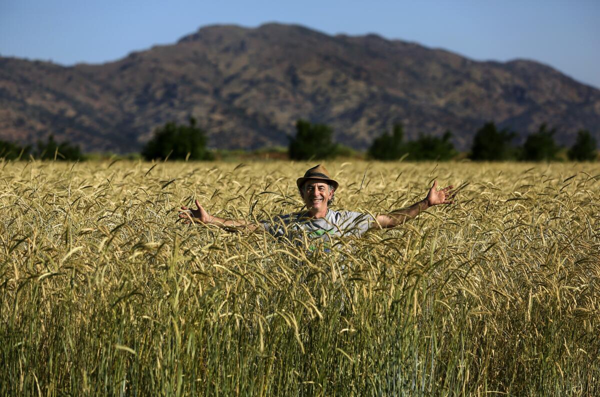 Alex Weiser stands in a field of Abruzzi rye, growing at Weiser Family Farms in Tehachapi. Weiser is co-founder of the Tehachapi Heritage Grain Project.