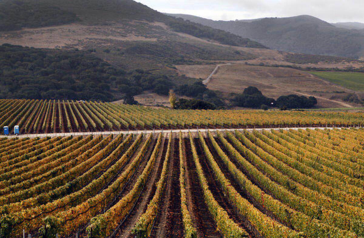 Sea Smoke vineyards, nestled in the Santa Rita Hills near Lompoc, California.