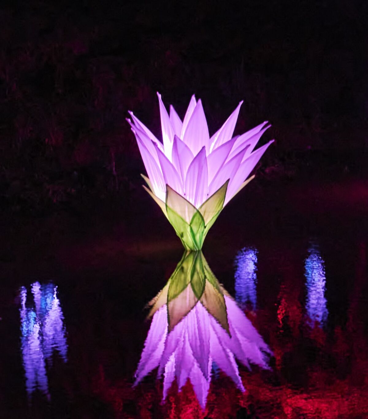 Una escultura iluminada en forma de lirio se refleja en el agua