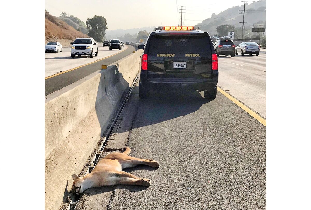 California roadkill report names deadliest highways, costs The San