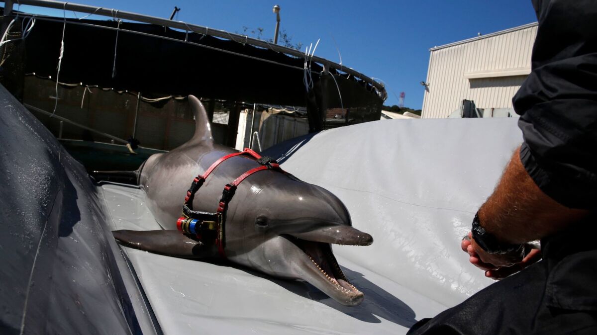 A highly trained bottlenose dolphin slides onto a beaching tray in preparation for transport to the open sea in San Diego, CA at the Space and Naval Warfare System Pacific.