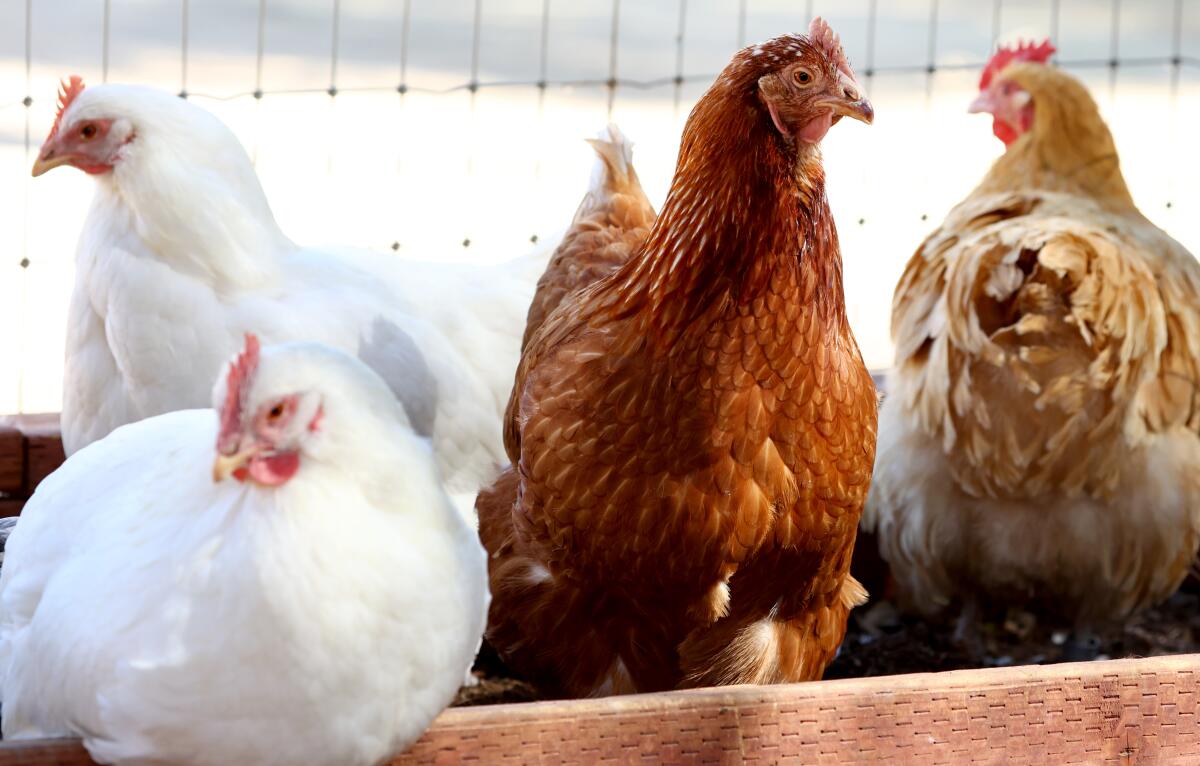 Rescued chickens in an aviary at Farm Sanctuary’s Acton, Calif. location in October.