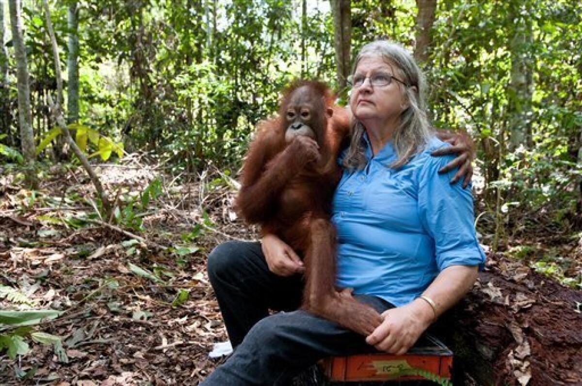 3D model Male Orangutan T-pose Fur