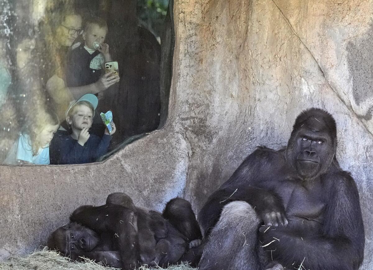 A gorilla family is observed by people looking through a clear barrier at a zoo.