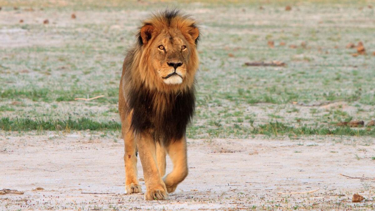 Cecil the lion roams Zimbabwe's Hwange National Park in 2012. Using principles of evolutionary biology, researchers have some ideas for discouraging big-game hunters from killing animals like Cecil.