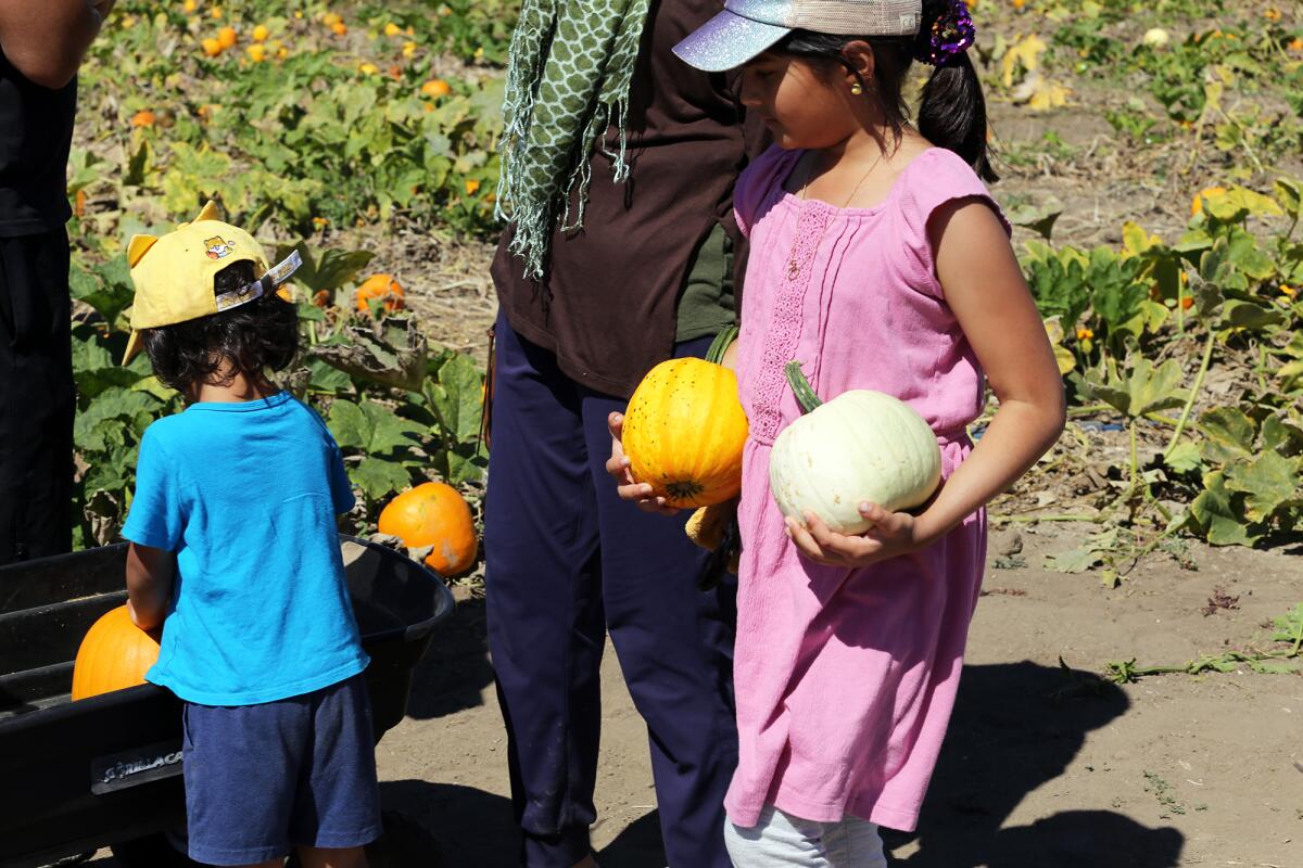 Kids pick pumpkins at the South Coast Research and Extension Center's U-Pick Pumpkin Patch. 