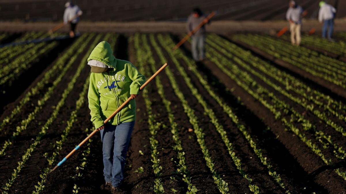 A farmworker culls rows of lettuce in Salinas, Calif.