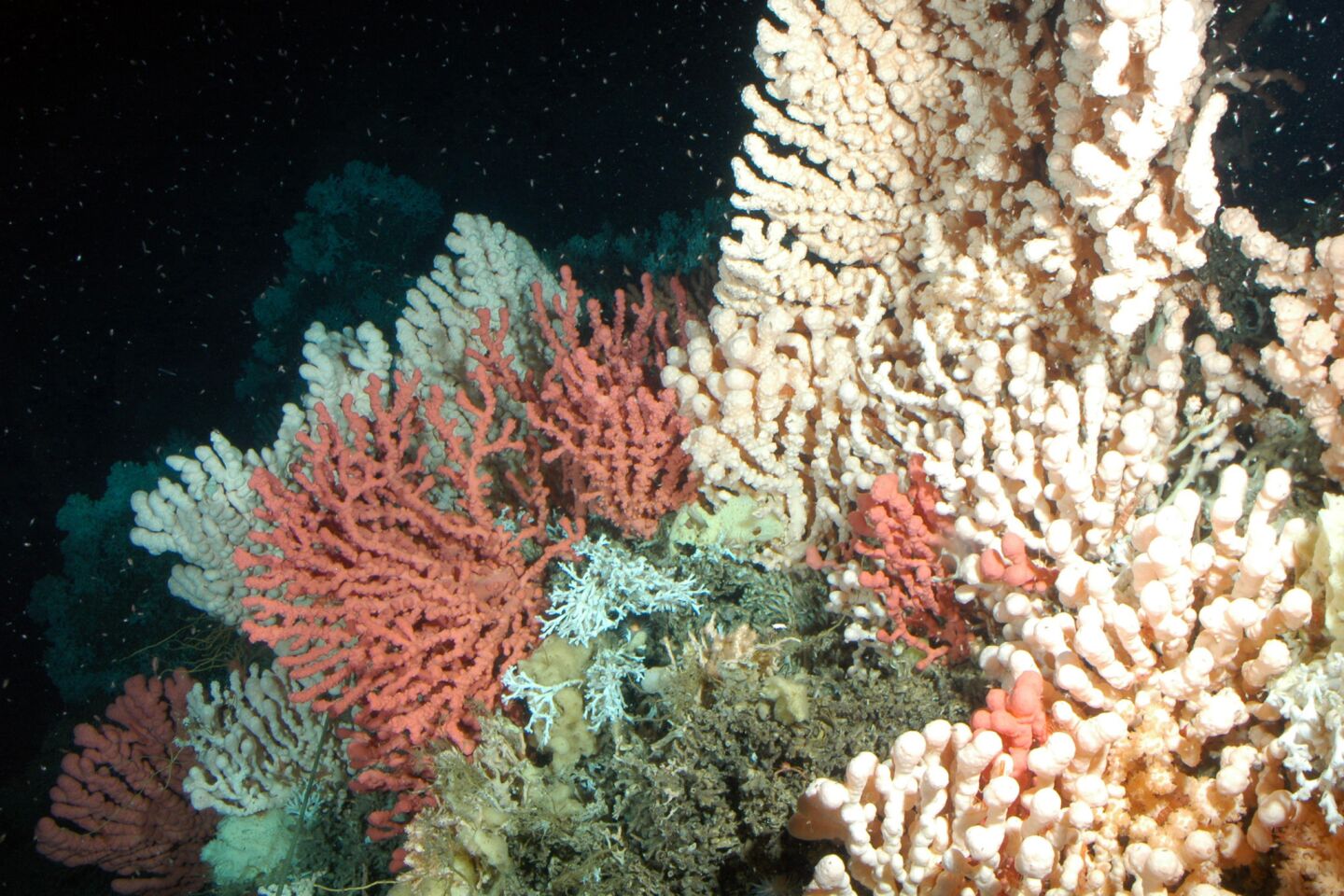 A new study found that coral reefs are better at resisting the ravages of climate change than scientists had thought. Earlier reports had forecast that the reefs could be gone by mid-century. The newer study found that the reefs adapt somewhat to the changed conditions. But the news is only partly good -- that means that the reefs will probably be around until the end of the century, and only if there are reductions in carbon dioxide levels. Above: A coral reef. MORE YEAR IN REVIEW: Ted Rall's five best cartoons of 2013 Washington's 5 biggest 'fails' of 2013 10 tips for a better life from The Times' Op-Ed pages in 2013