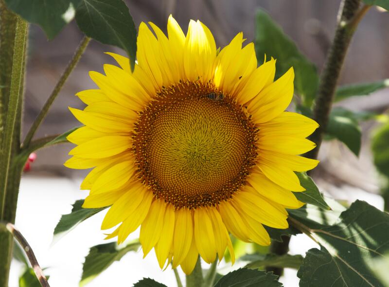 A bee pollinates a sunflower.